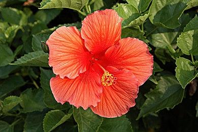 Xbox《GTA三部曲-终极版》容量49G NS版仅有25G